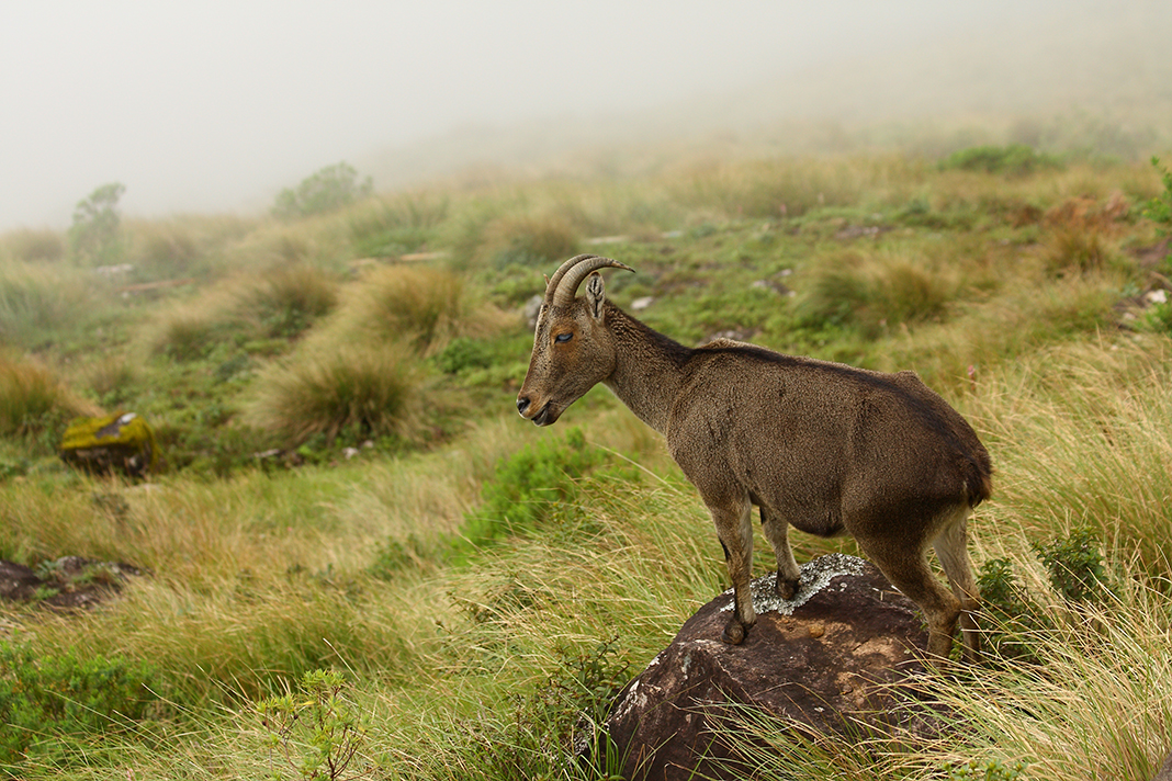 Nilgiri Tahr in Eravikulam National Park – Know about Mountain Goat of  Kerala