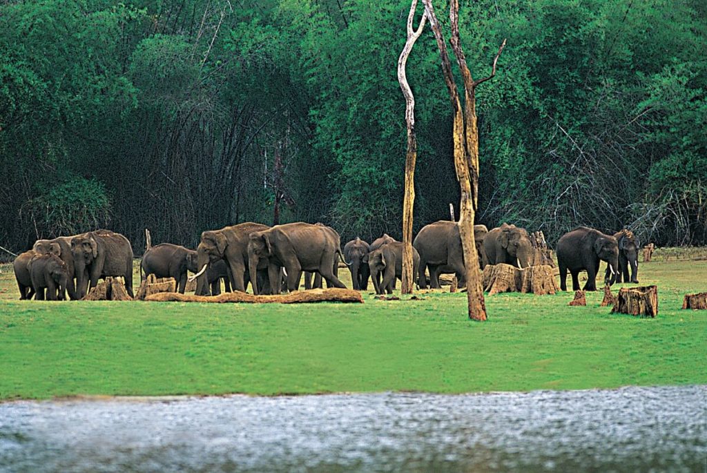 Periyar Wildlife Sanctuary - One of The Primary Places to See in Thekkady
