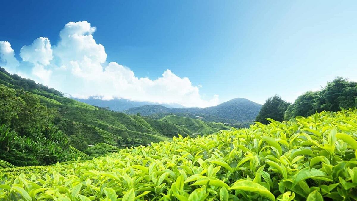  Organic tea garden