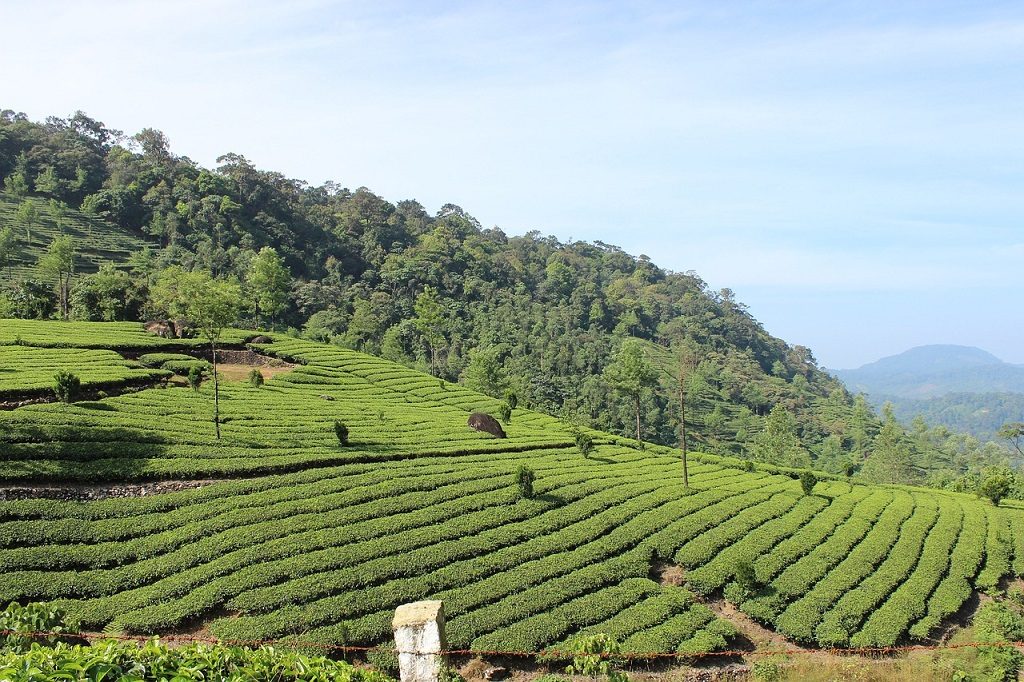 munnar-tea-plantation