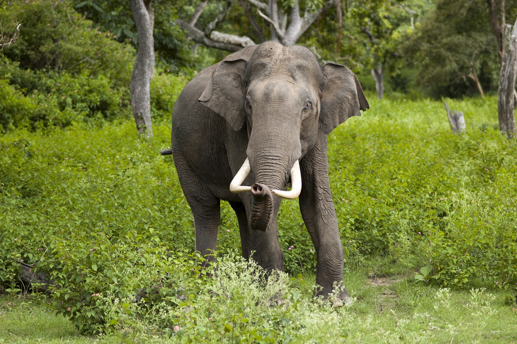 Athirappilly-wildlife