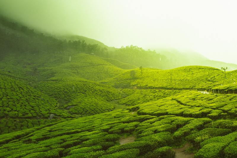Munnar: Famous Hill Station in Kerala