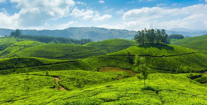 New Year in Munnar