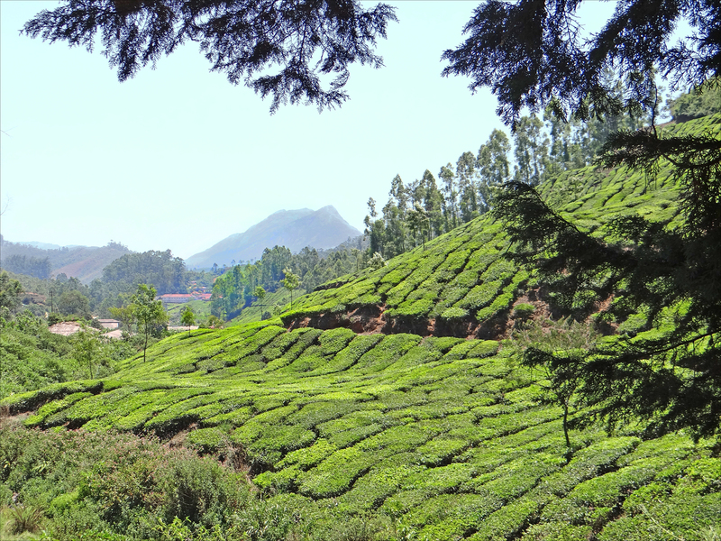 Tea plantation tours