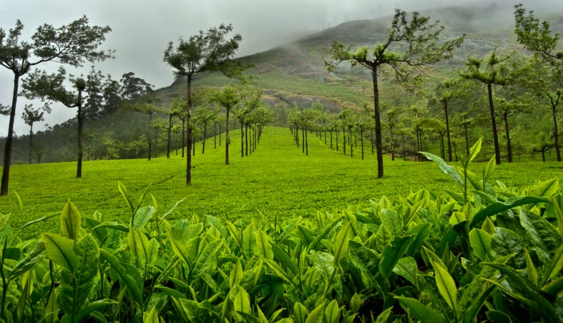 Munnar Tea Garden