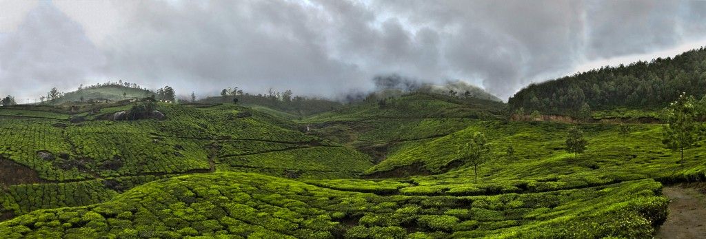 Tea Gardens, Munnar