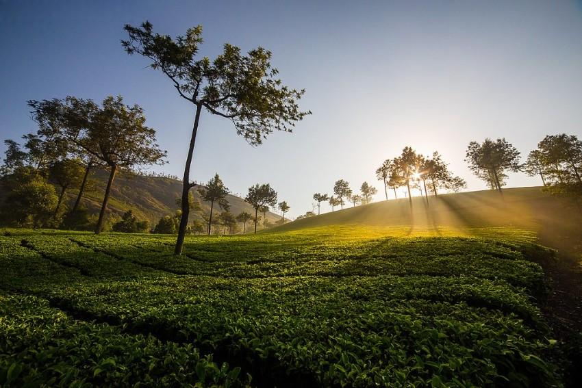 Things to Do in Munnar