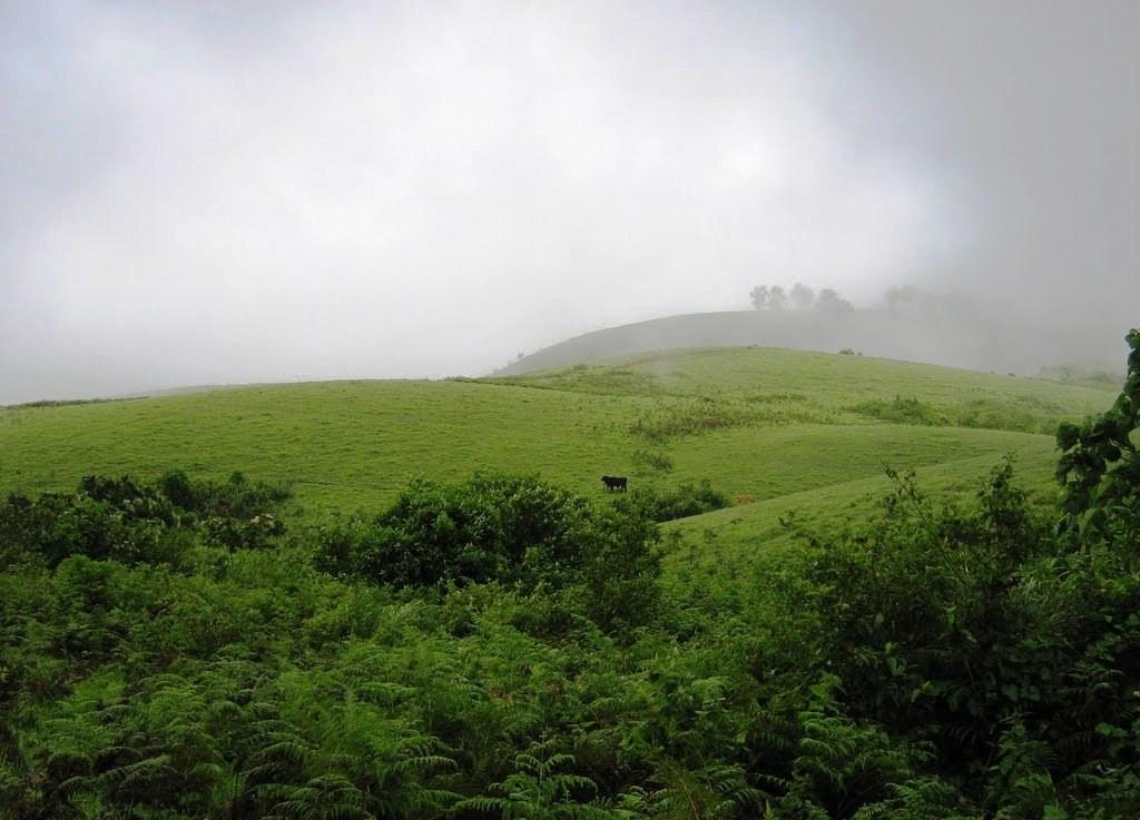Vagamon Meadows