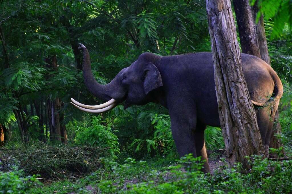 Wayanad Wildlife Sanctuary - One of The Most Fascinating Places to Visit in Wayanad