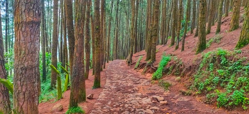 Vagamon Pine Forest