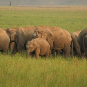 3 Nights 4 Days Kochi, Munnar, and Thekkady Tour Package