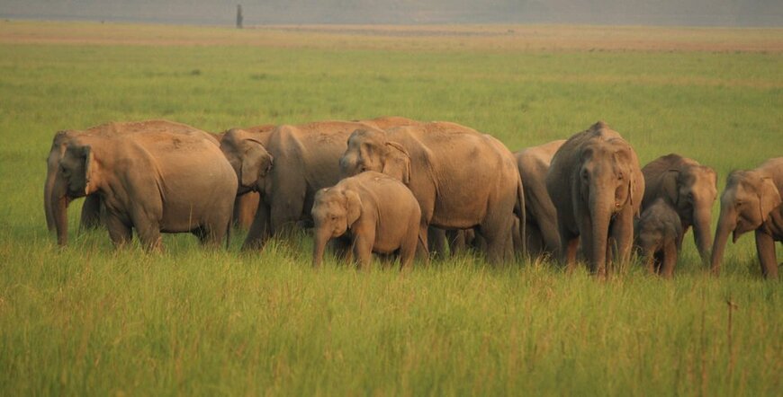 Kerala-National-Park-e1466593911455-1 (1)