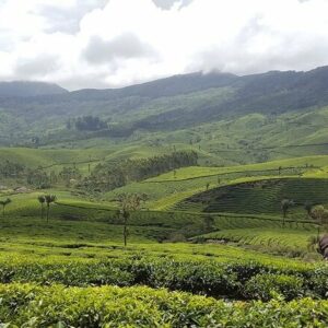 6 Nights 7 Days Kerala Tour Package with Munnar, Thekkady & Houseboat Stay