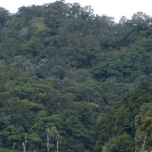 4 NI & 5 Days : Kochi – Munnar – Thekkedy – Kumarakom – Kochi