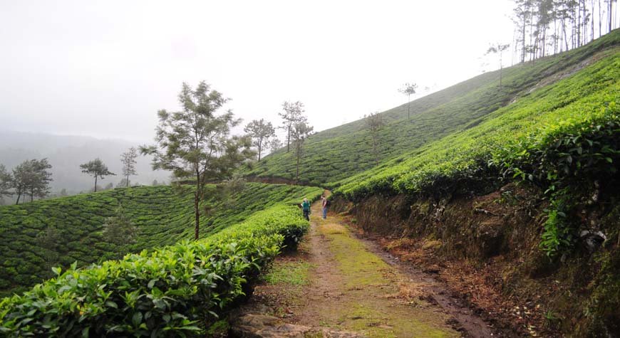 Munnar-trekking