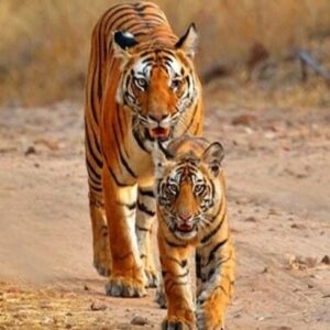 Periyar Tiger Reserve - Kerala