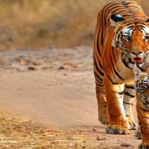 Periyar-tiger-reserve