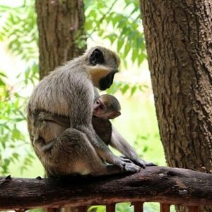 Aralam Wild life Sanctuary in Kannur, Kerala