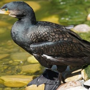 cormorant-thattekad-bird-sanctuary-in-kerala