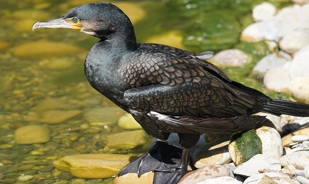 cormorant-thattekad-bird-sanctuary-in-kerala