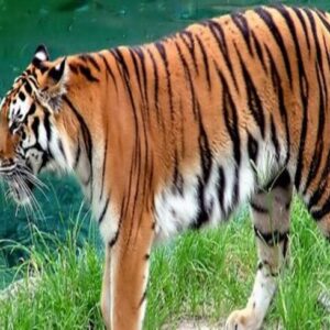 Bandipur National Park and Tiger Reserve