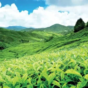 Kolukkumalai Tea Estate