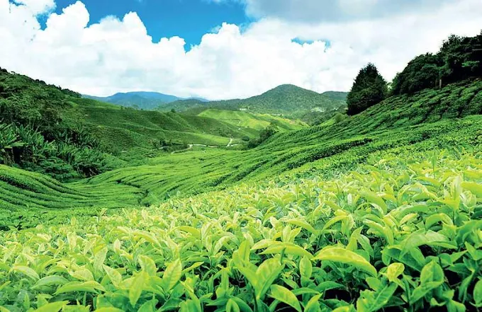 Kolukkumalai Tea Estate