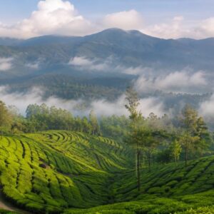 Kochi munnar alleppey tour package