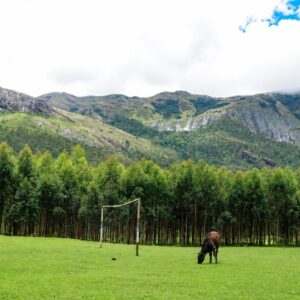 Silent Valley in Munnar