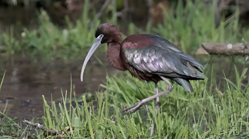 Glossy Ibis