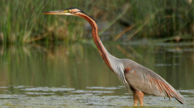 Purple Heron