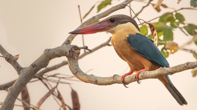 Stork billed Kingfisher