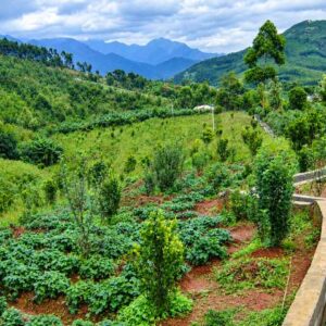 Kanthalloor in Munnar